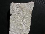 Cycadopteris sp.